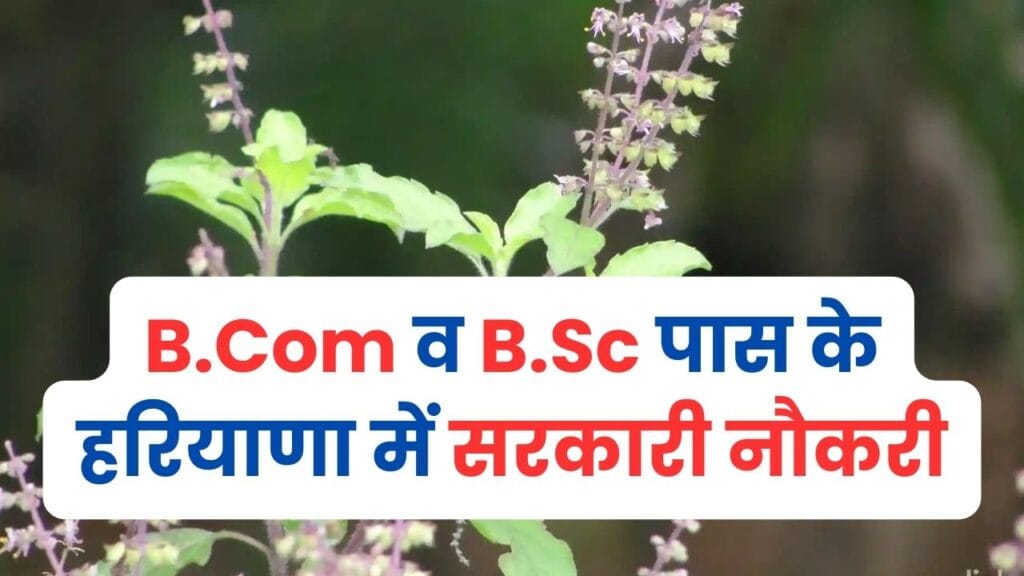 State Medicinal Plants Board Haryana Recruitment 2024